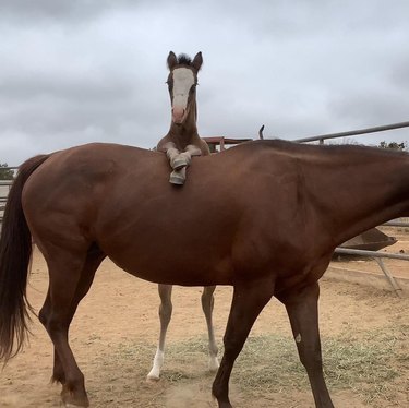 funny horse wants more apples