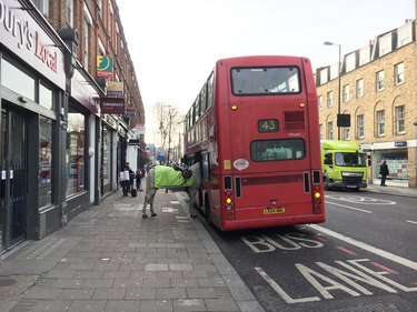 horse tries to board London bus