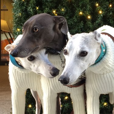 greyhound dogs wearing turtlenecks