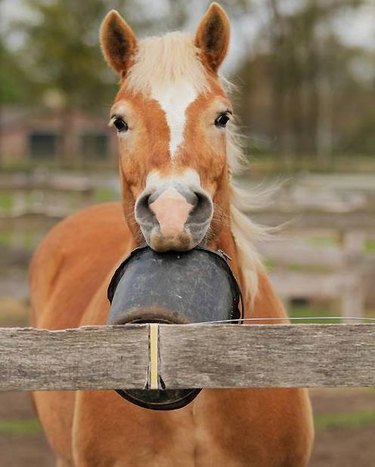 horse holds up empty bucket in mouth