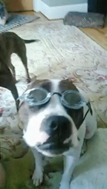 dog wearing swim goggles