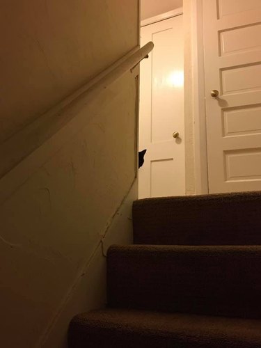 stealthy cat peers around corner of stairs
