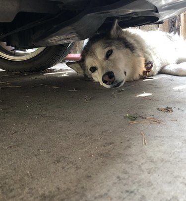 Husky dog lying underneath a car.