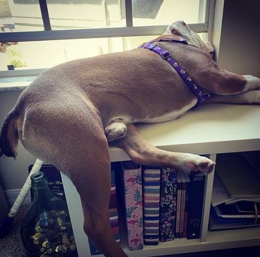 English bulldog lying on bookcase near windowsill.