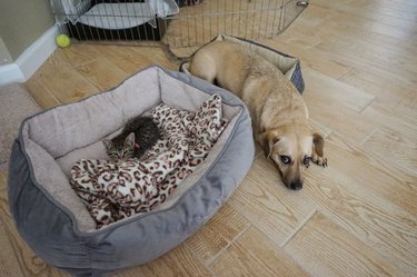 kitten steals dog's bed