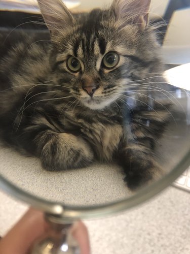 cat viewed through magnifying glass