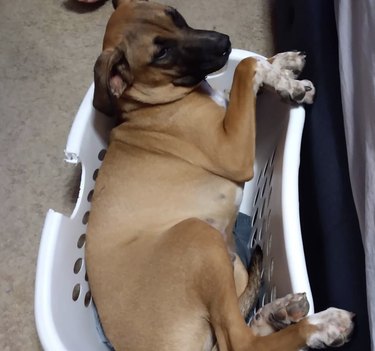 Black Mouth Cur dog lying in a small laundry basket.