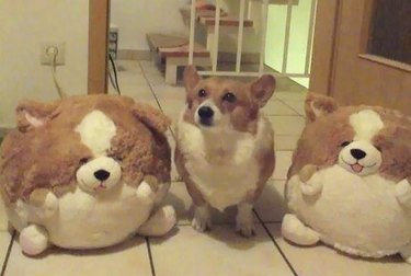 Corgi between to Corgi stuffed animals.