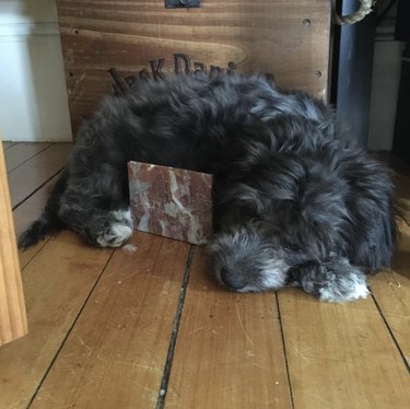 Dog curled around a brick.