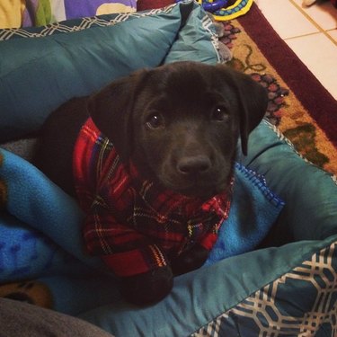 another dog in a flannel shirt