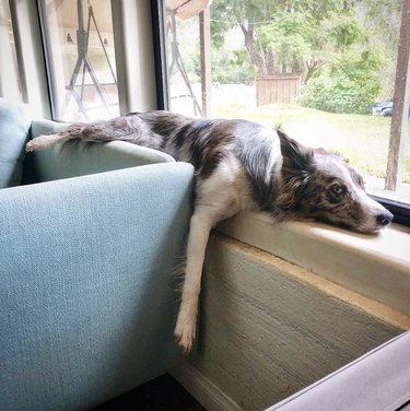 Dog lying on a windowsill and couch.