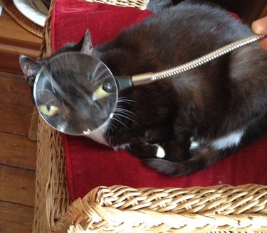 man holds magnifying glass up to cat's face