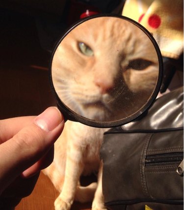 orange cat viewed through magnifying glass