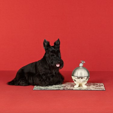 Scottish Terrier sitting next to a Gucci dog bowl and placemat against a red backdrop.