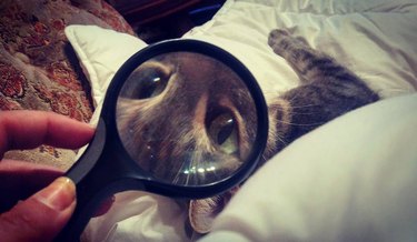 cat's face viewed through magnifying glass