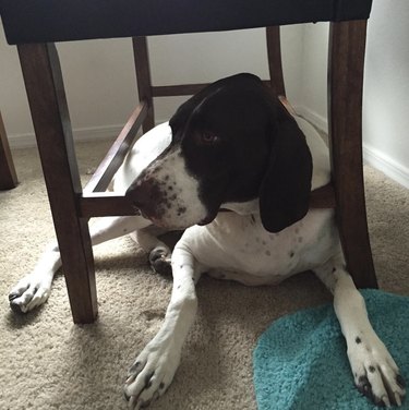 German shorthaired pointer dog under a chair.