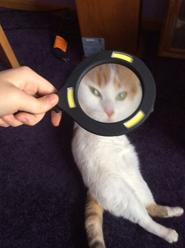 cat viewed through magnifying glass