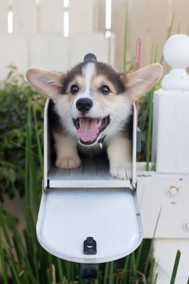 Corgi puppy in mailbox. Caption: Special delivery!