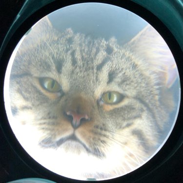 cat viewed through magnifying glass