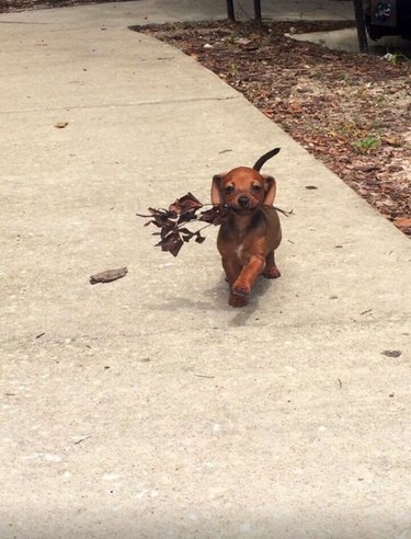 dog walking with flowers in mouth