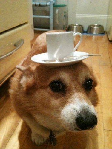 Corgi with tea cup and saucer balanced on its head.