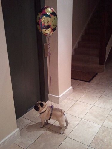 pug holding balloon