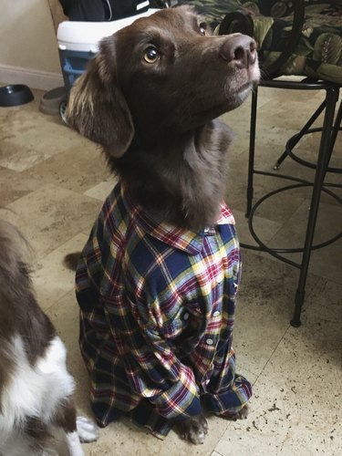 dog in flannel shirt
