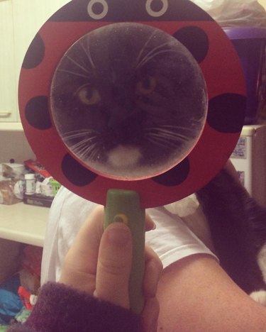 cat's face viewed through magnifying glass