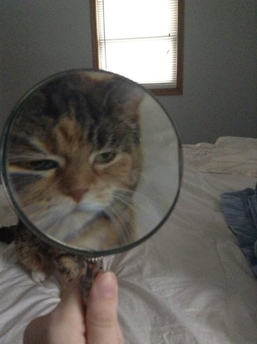 cat viewed through magnifying glass