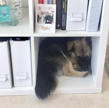 Dog squished inside a cubbie.