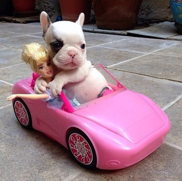 little dog in barbie car