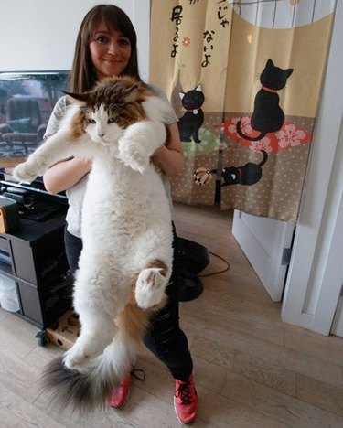 woman holds up 28 pound cat