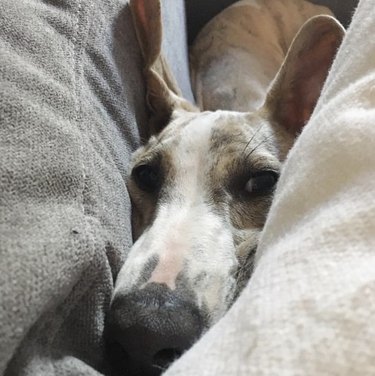 Whippet dog squished between couch and pillows.