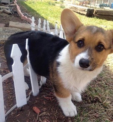 corgi stuck on tiny picket fence