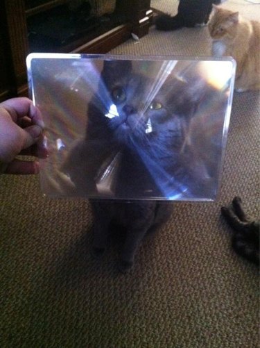 cat under refractive sheet of glass