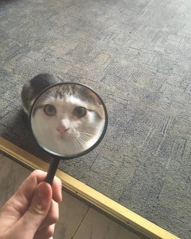 cat viewed through magnifying glass