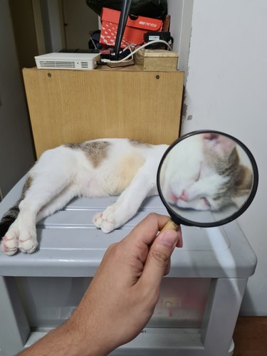 Sleeping cat viewed through magnifying glass
