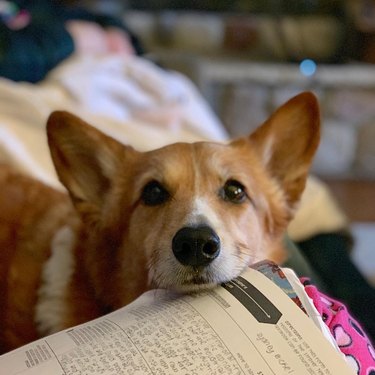 corgi offers to eat homework