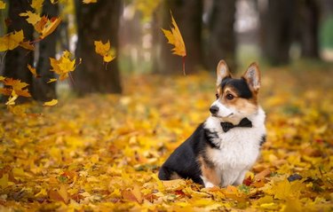 handsome corgi surrounded by fall foilage