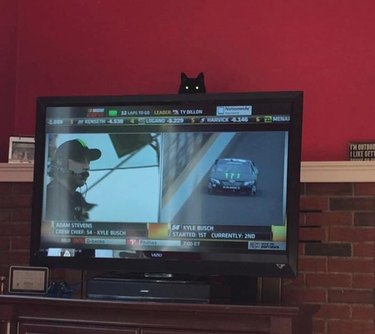 black cat hiding behind television