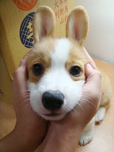 Corgi puppy with ears held back to look like rabbit's ears.