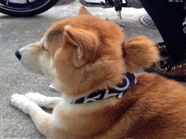 dog with man bun about to steal your girl