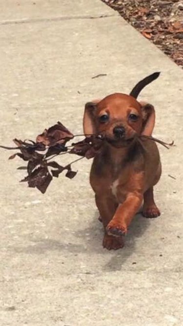 dog walking with flowers in mouth