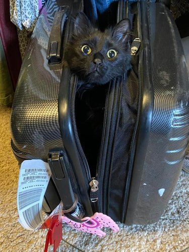 black cat hiding in black suitcase