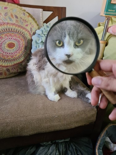 cat viewed through magnifying glass