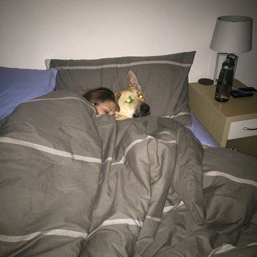 dog sleeping in bed with woman