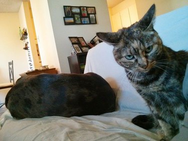 cat not happy about new dog