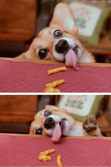 Photo set of Corgi trying to eat Cheetos on table.