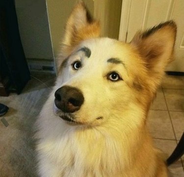 dog has handsome eyes