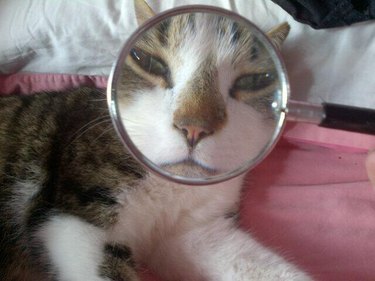 cat's face viewed through magnifying glass